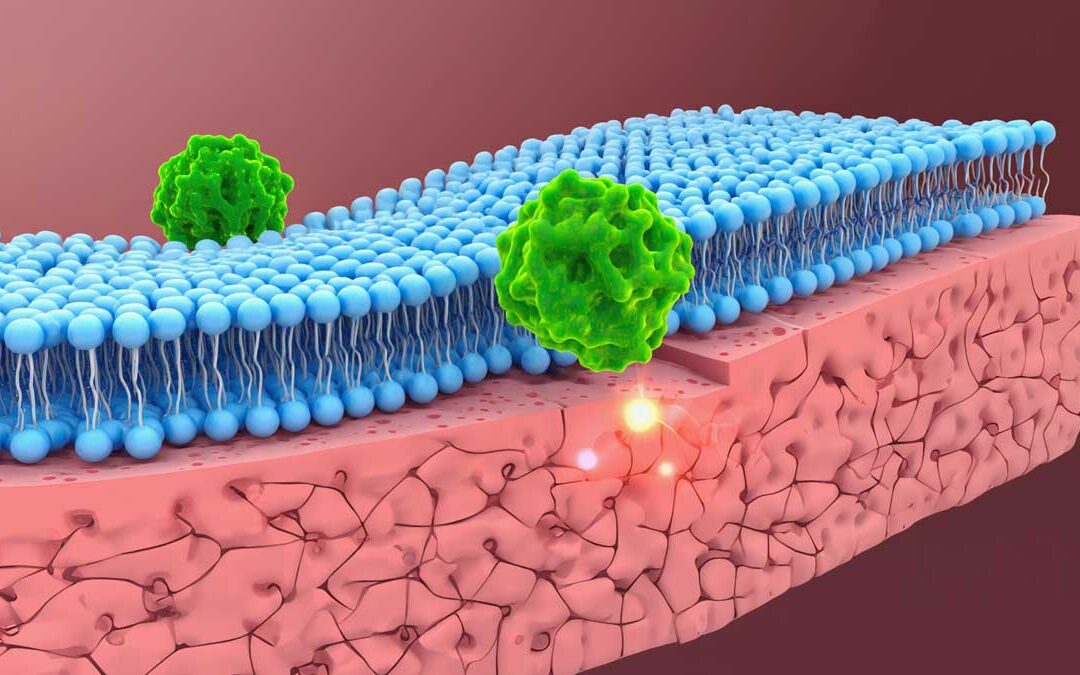 Why NAD+ itself cannot enter cells